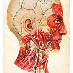 Human Anatomy illustration 1891