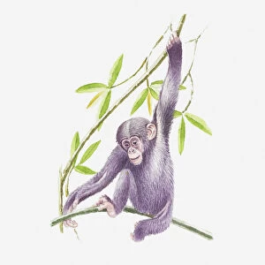 Illustration of baby chimpanzee holding onto a branch
