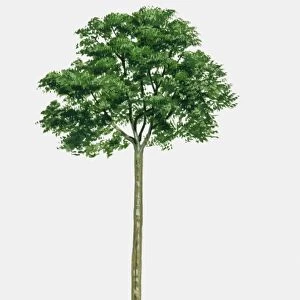 Illustration of Hymenaea courbaril (West Indian Locust), a tall hardwood tree