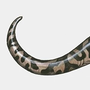 Illustration of Salamander (Urodela)