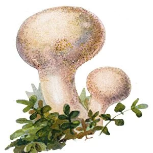 mushroom common puffball, warted puffball, gem-studded puffball, devils snuff-box