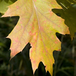 Northern Red Oak or Champion Oak -Quercus rubra-, leaf