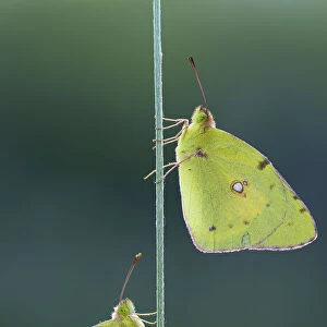 Two Pale Clouded Yellows on a blade of grass, Golden Eight -Colias hyale-, Bulgaria
