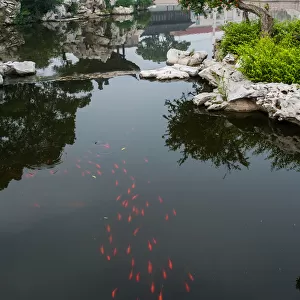 red fish in Chinese garden