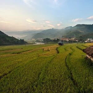 Scenic rice paddy in Vietnam