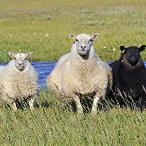 Sheep, Snaefell Peninsula or Snaefellsnes, Iceland, Europe