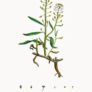 Sweet Alyssum, Alyssum Maritimum, Victorian Botanical Illustration, 1863
