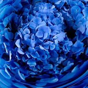 Swirl of blue flowers (Digital Composite)