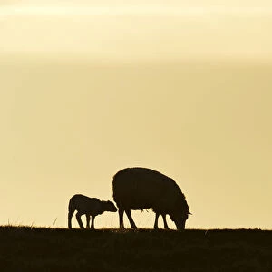 Texel sheep, mouflons -Ovis orientalis aries-, silhouette of ewe and lamb at dusk, Oudeschild, Texel, West Frisian Islands, province of North Holland, The Netherlands