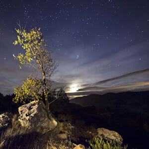 Young tree on the top of a mountain in spring, illuminated by the full moon