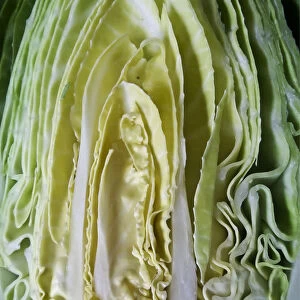 Cut face of sweetheart cabbage halved credit: Marie-Louise Avery / thePictureKitchen