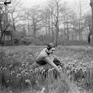A young woman picking daffodils. 1935