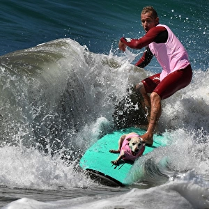 Lifestyle-Us-Animal-Pets-Dogs-Surfing