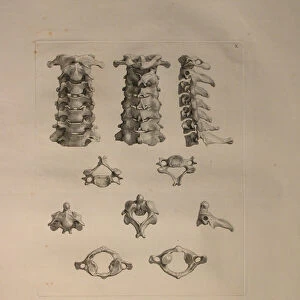 Albinus II, Pl. X: Cervical vertebra, illustration from Tabulae ossium humanorum