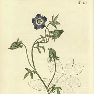 Baby blue eyes or Arkansian nemophila, Nemophila phacelioides. Handcoloured copperplate engraving by Weddell after a botanical illustration by John Curtis from William Curtis Botanical Magazine, Samuel Curtis, London, 1823