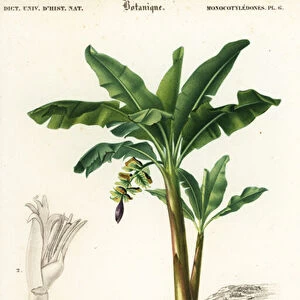 Banana, Musa acuminata. 1849 (engraving)