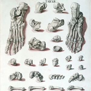 Bones of the foot, from Tabulae Osteologicae by Christoph Jacob Trew (1695-1769