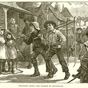 Bringing Home the Snakes in Australia (engraving)
