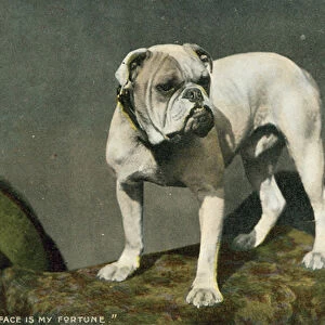 Bulldog (colour photo)