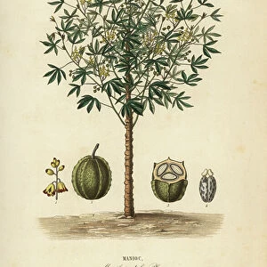 Cassava, yuca or manioc plant, Manihot esculenta, Manihot edulis, Manioc
