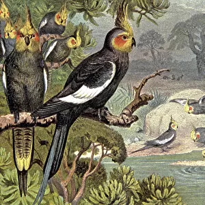Cockatoo, c. 1910 (illustration)