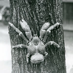 A Coconut Crab, or Robber Crab, climbing a tree, London Zoo, July 1927 (b / w photo)