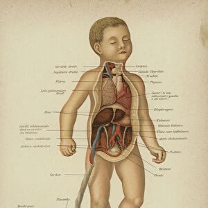 Cutaway diagram showing the internal organs of a newborn baby and its umbilical cord (colour litho)