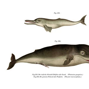 Ganges River Dolphin, 1860 (colour litho)