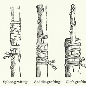 Grafting (engraving)