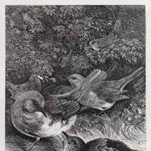 The Greedy Young Robin (engraving)