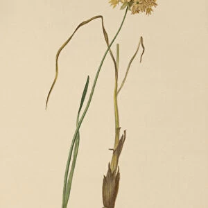 Heath Garlic (Allium ericetorum, Allium ambiguum, Allium graminifolium) (colour litho)