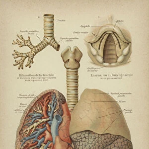 Human respiratory organs (colour litho)