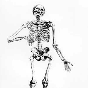Human Skeleton (engraving) (b / w photo)