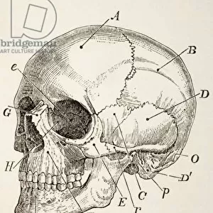 The Human Skull, c. 1890 (engraving)