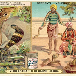 Indian cobra and pit viper (chromolitho)