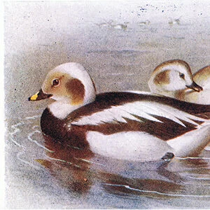 Long Tailed Duck (colour litho)