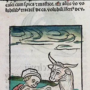 A Maid Milking a Cow, 1491 (coloured woodcut)