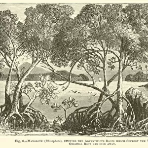 Mangrove (Rhizophora), showing the Adventitious Roots which Support the Tree after the Original Root has died away (engraving)