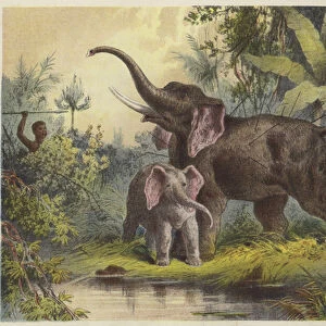 Natives spearing an elephant (chromolitho)