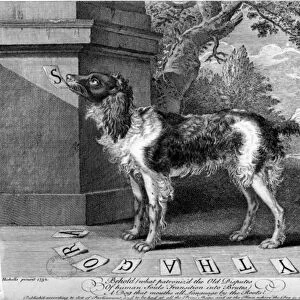 The New Chien Savant, or Learned Dog, print made by F-Morellon la Cave, 1752 (engraving)