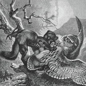 Owl fights against marten, Historical, digital reproduction of an original from the 19th century