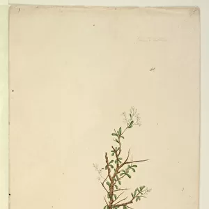 Page 42. Bursaria spinosa, c. 1803-06 (w / c, pen, ink and pencil)