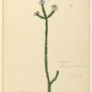 Page 78. Philotheca australis, c. 1803-06 (w / c, pen, ink and pencil)