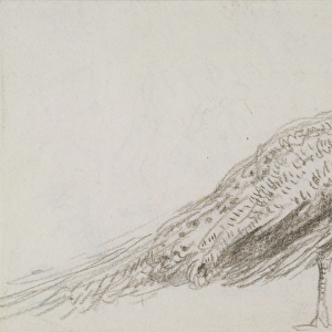 Peacock at Capel Curig, c. 1845 (black chalk on wove paper)