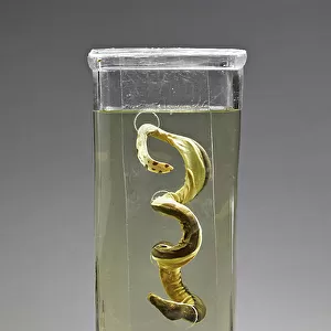 Pelagic Sea Snake