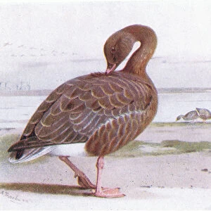 Pink Footed Goose (colour litho)