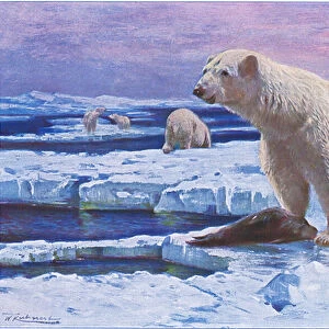 Polar Bear, from Wildlife of the World published by Frederick Warne & Co, c