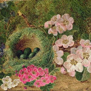 Primroses by a Birds Nest (oil on canvas)