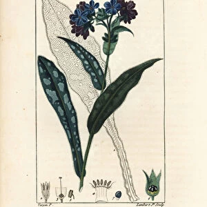 Pulmonary officinale - Lungwort, Pulmonaria officinalis, with flower, leaf, stalk, and leaf in outline. Handcoloured stipple copperplate engraving by Lambert Junior from a drawing by Pierre Jean-Francois Turpin from Chaumeton