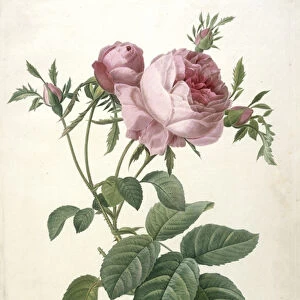 Rosa centifolia foliacea, Rosier a cent feuilles, foliace, from Les Roses
